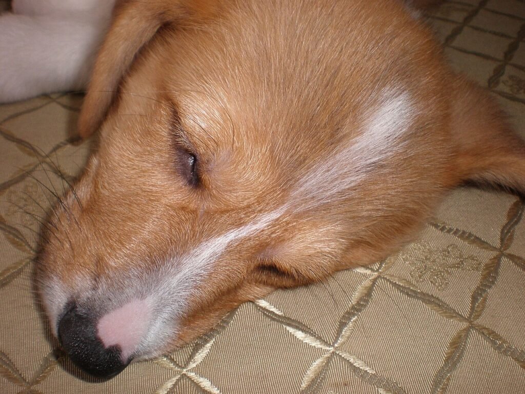 A young Pembroke Welsh Corgi puppy asleep on its back.