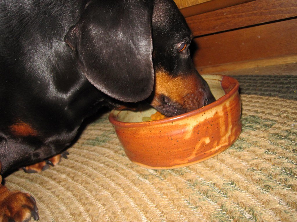 A dachshund eating from an orange bowl on a rug.