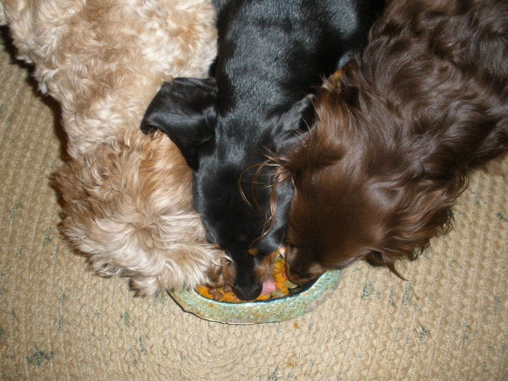 Three dogs eating from one food bowl on a carpet.