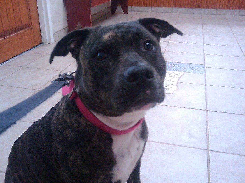 A brindle dog with a pink collar sitting on a tiled floor.