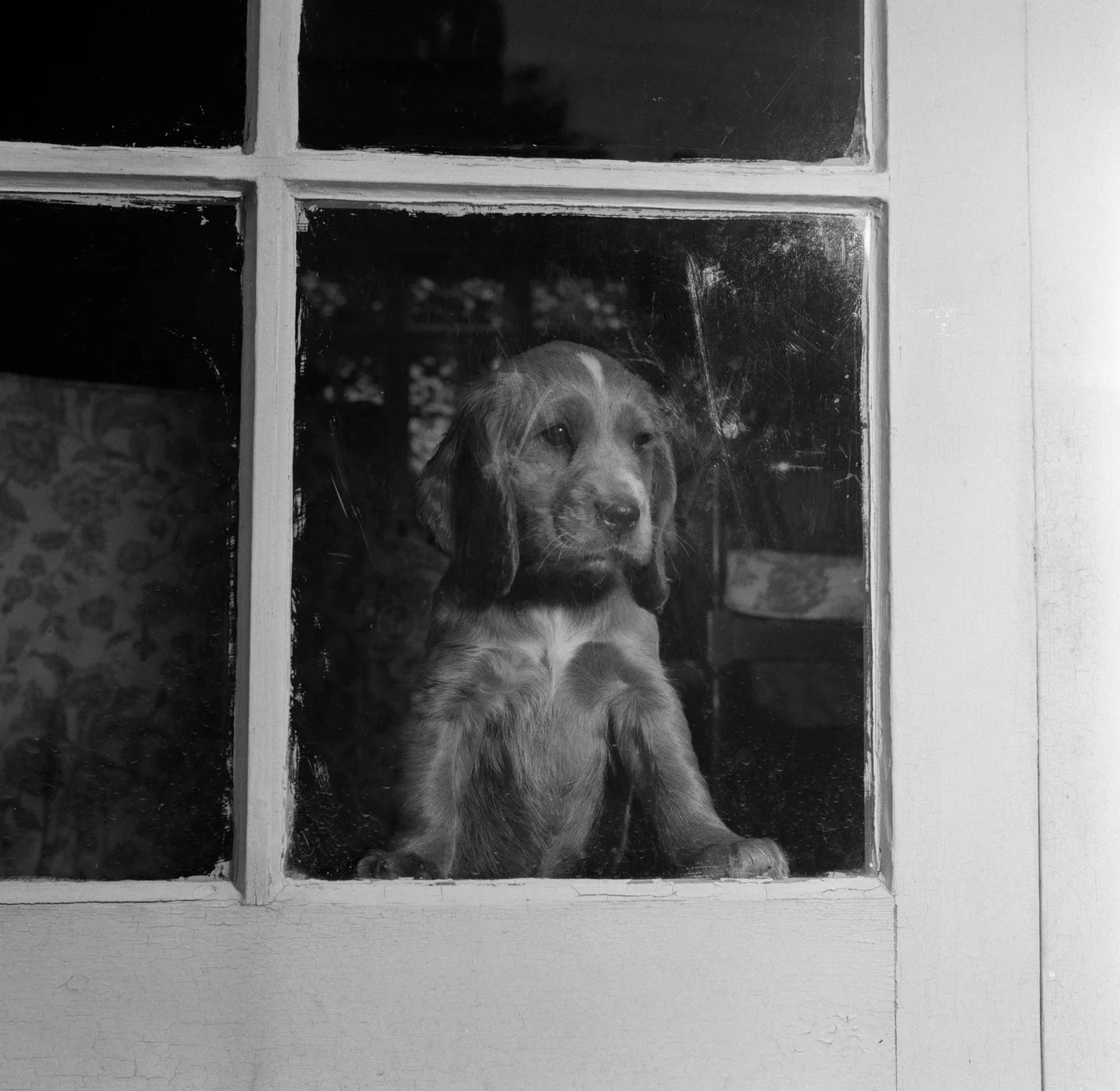 Black-and-white photograph of a young spaniel-type puppy behind a paned window, front paws on the sill, head turned to one side.