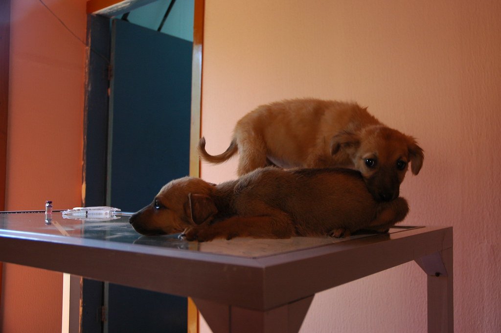 Two puppies on a veterinary examination table beside a syringe.